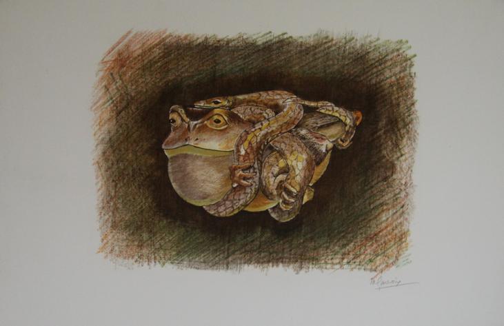 Maurice GENEVOIX - Estampe originale - Lithographie - La grenouille et la vipère