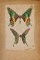 Auguste ROUBILLE - Peinture originale - Aquarelle - Papillons